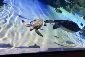 Loggerhead Turtle And Green Sea Turtle Calvin