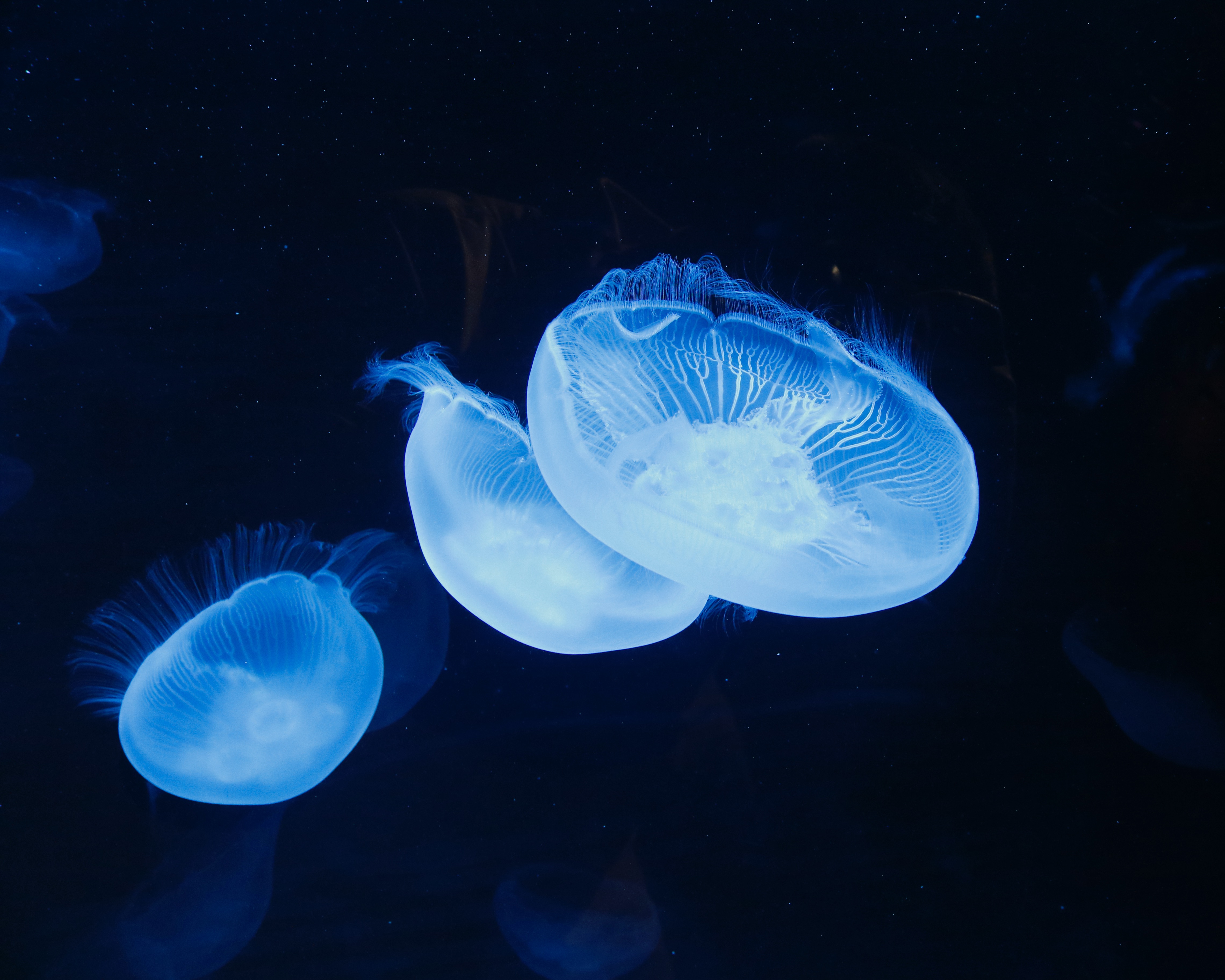 Moon Jellyfish (2)