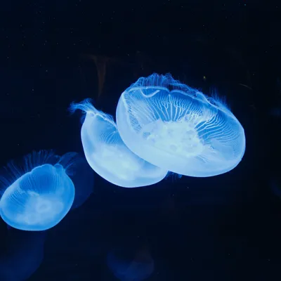 Moon Jellyfish (2)