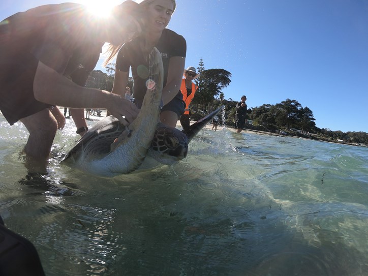 Connie being released into the water