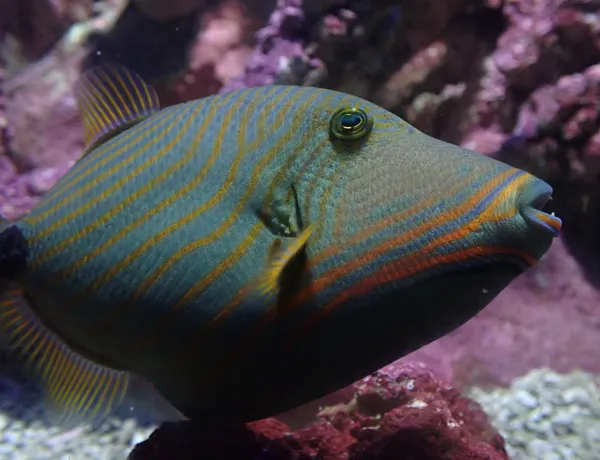 Orangelined Triggerfish