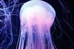 Egg Yolk Jellyfish 1