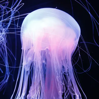 Egg Yolk Jellyfish 1