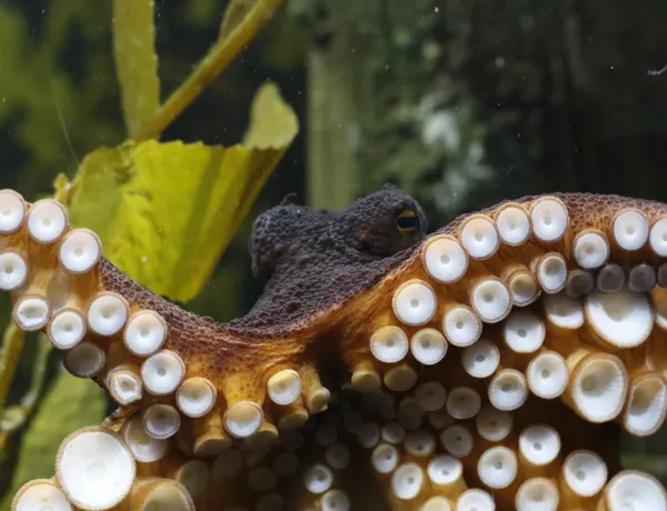 SLKTA Octopus 1