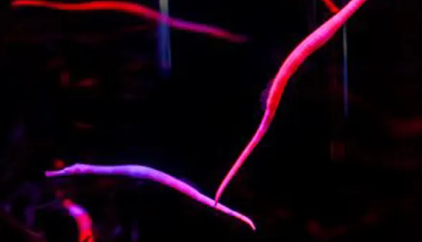 Seahorse Kingdom Cta