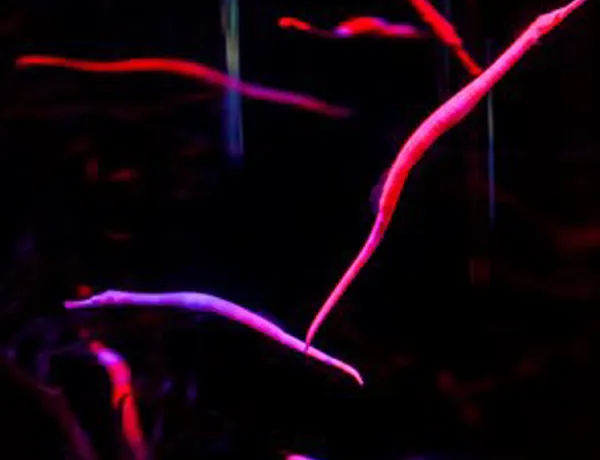 Seahorse Kingdom Cta