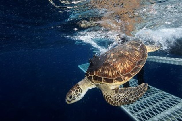 Turtle Being Released Back Into the Ocean