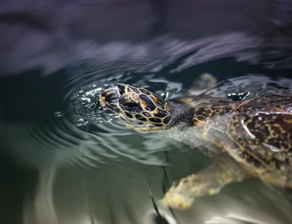 Hawksbill May 2017 CREDIT Grace Watson