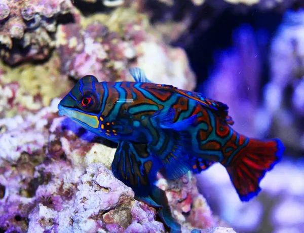 Mandarin Fish 720X552