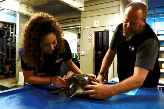 Turtle Getting help from our Turtle Keepers