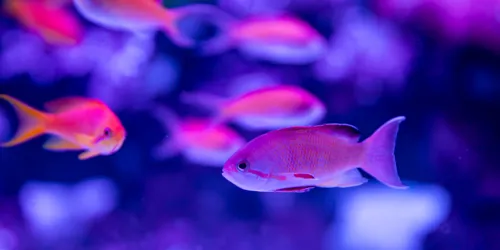 Fish01