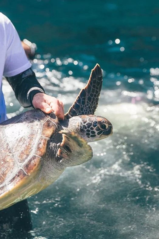 Oscar Being released into the Ocean