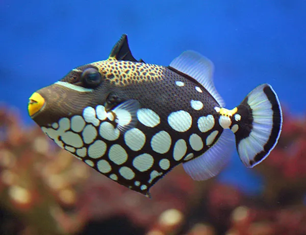 Clown Trigger Fish