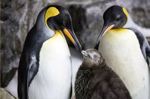 penguin couple