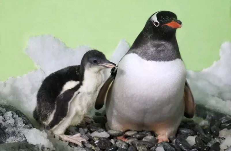 Penguin And Chick