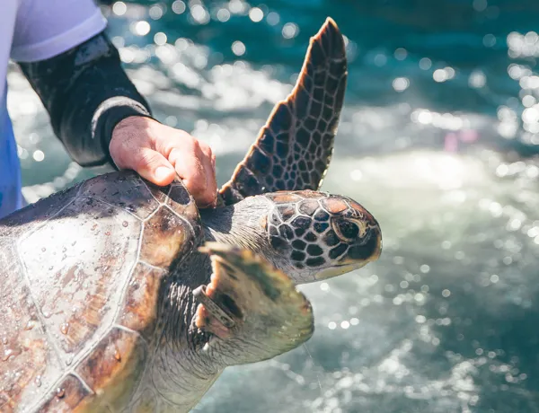 Oscar Gets Ready For His New Turtle Y Awesome Start