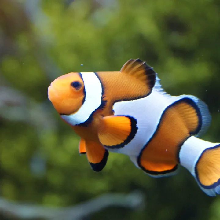 Clown Fish Pxhere