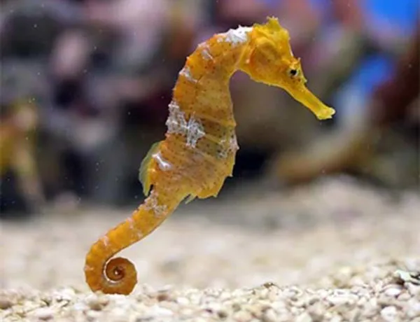 Seahorse in the Sea Life Bangkok aquarium