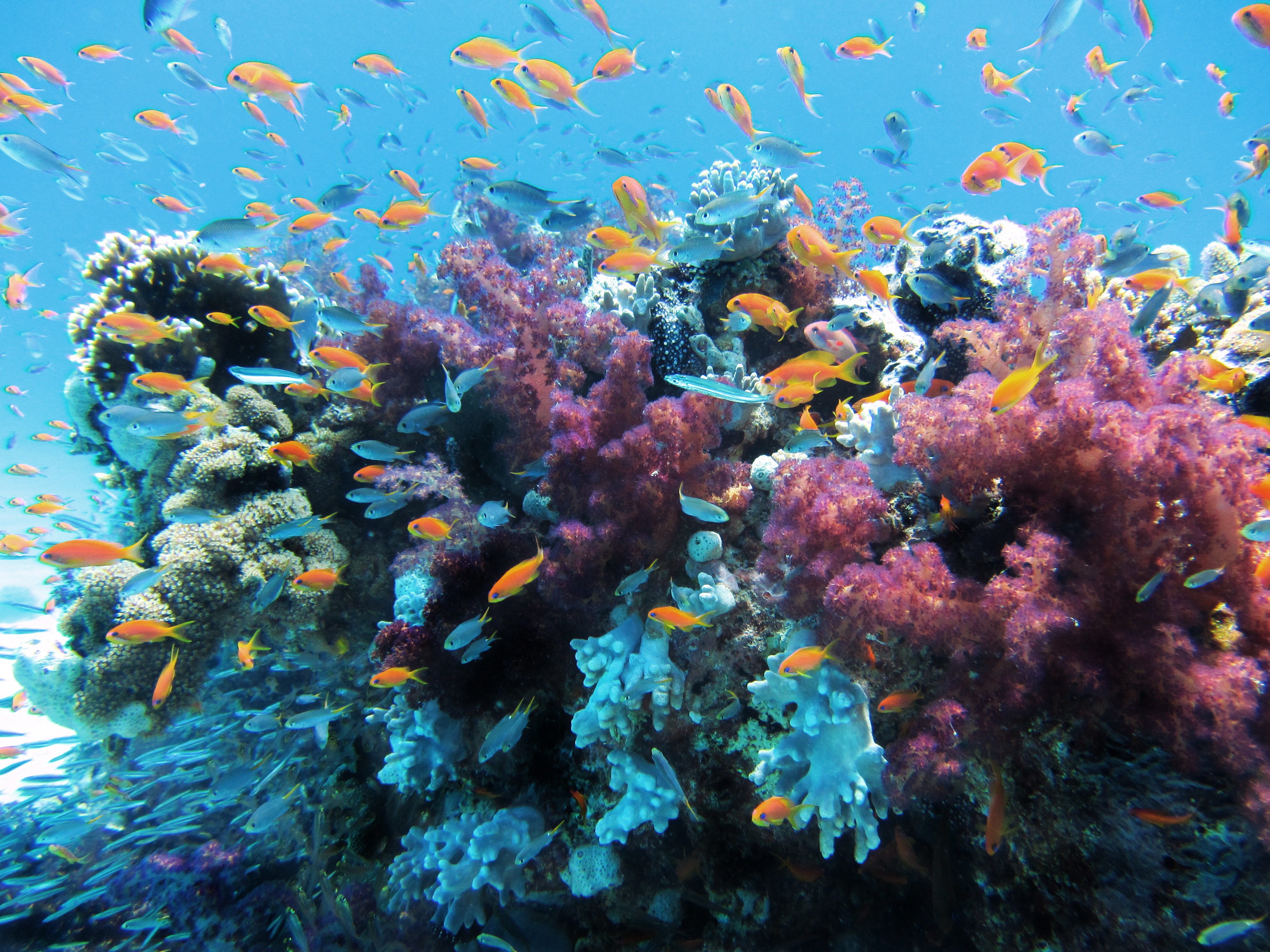 Coral Reef Inhabitants | SEA LIFE Bangkok Ocean World