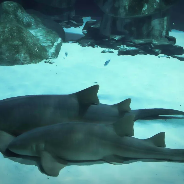 Nurse sharks gracefully resting at the tranquil sea bed, showcasing their unique beauty and serene presence.