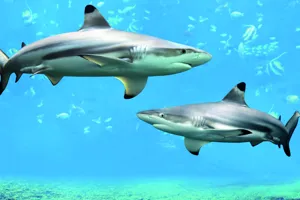 Black Tip Reef Sharks