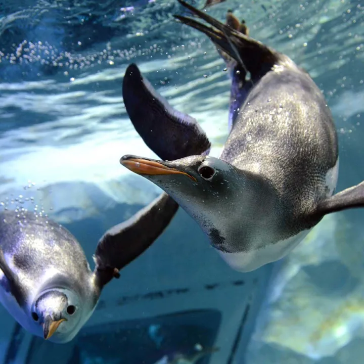 Penguin