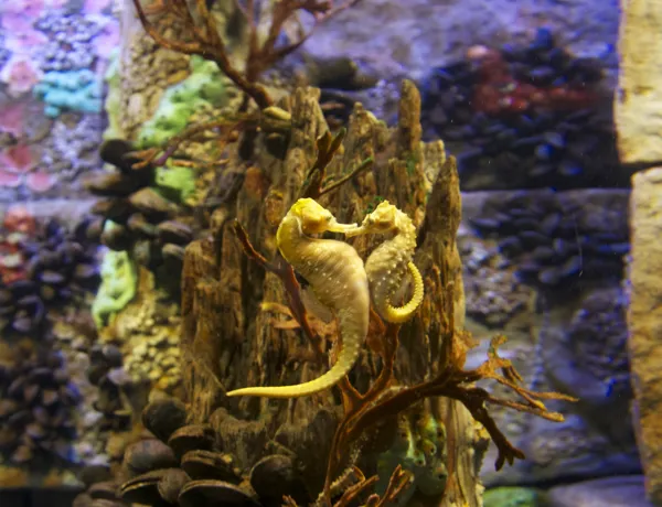 Seahorse Couple