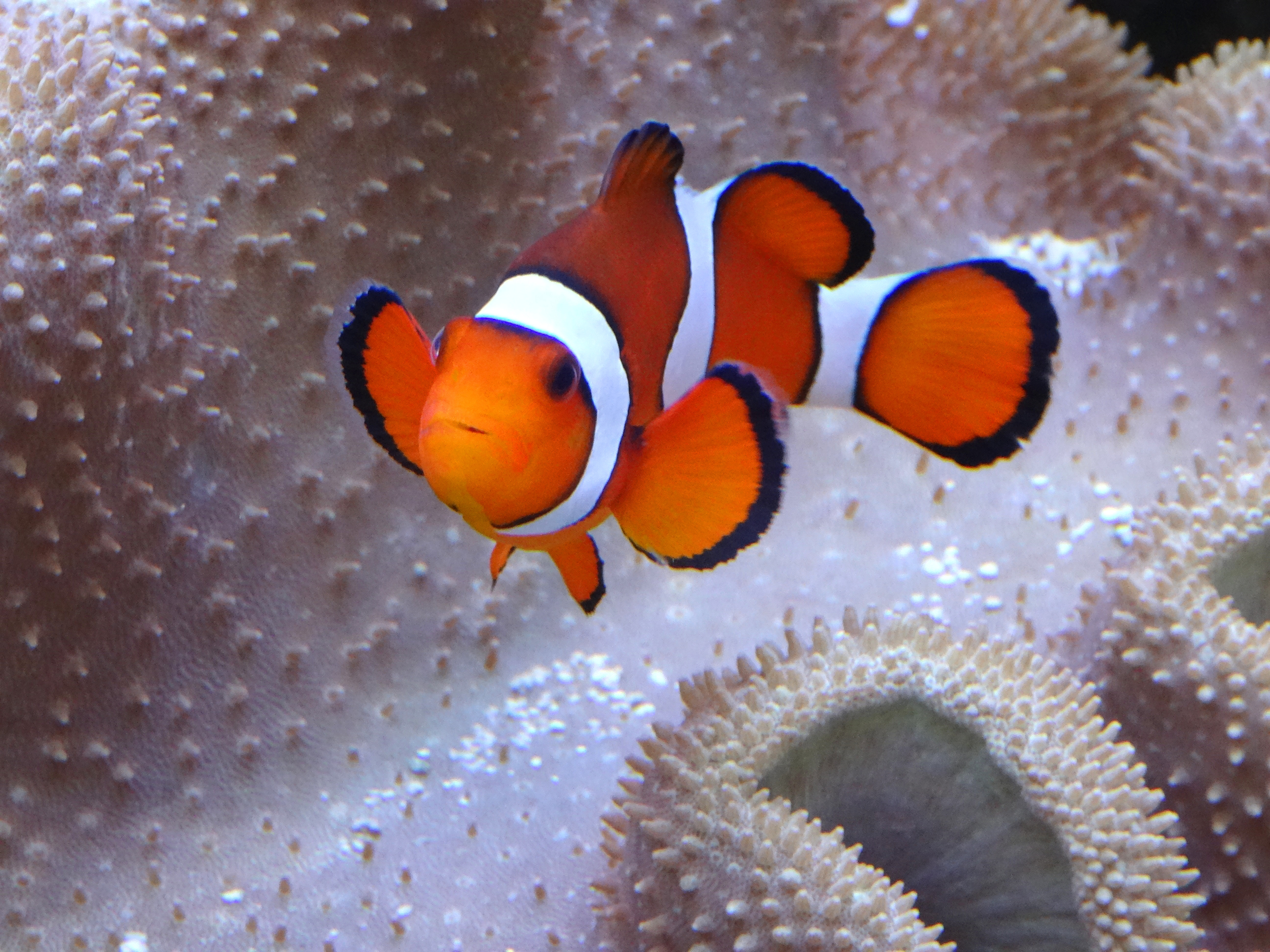 10581 Clownfish Swimming By An Anemone