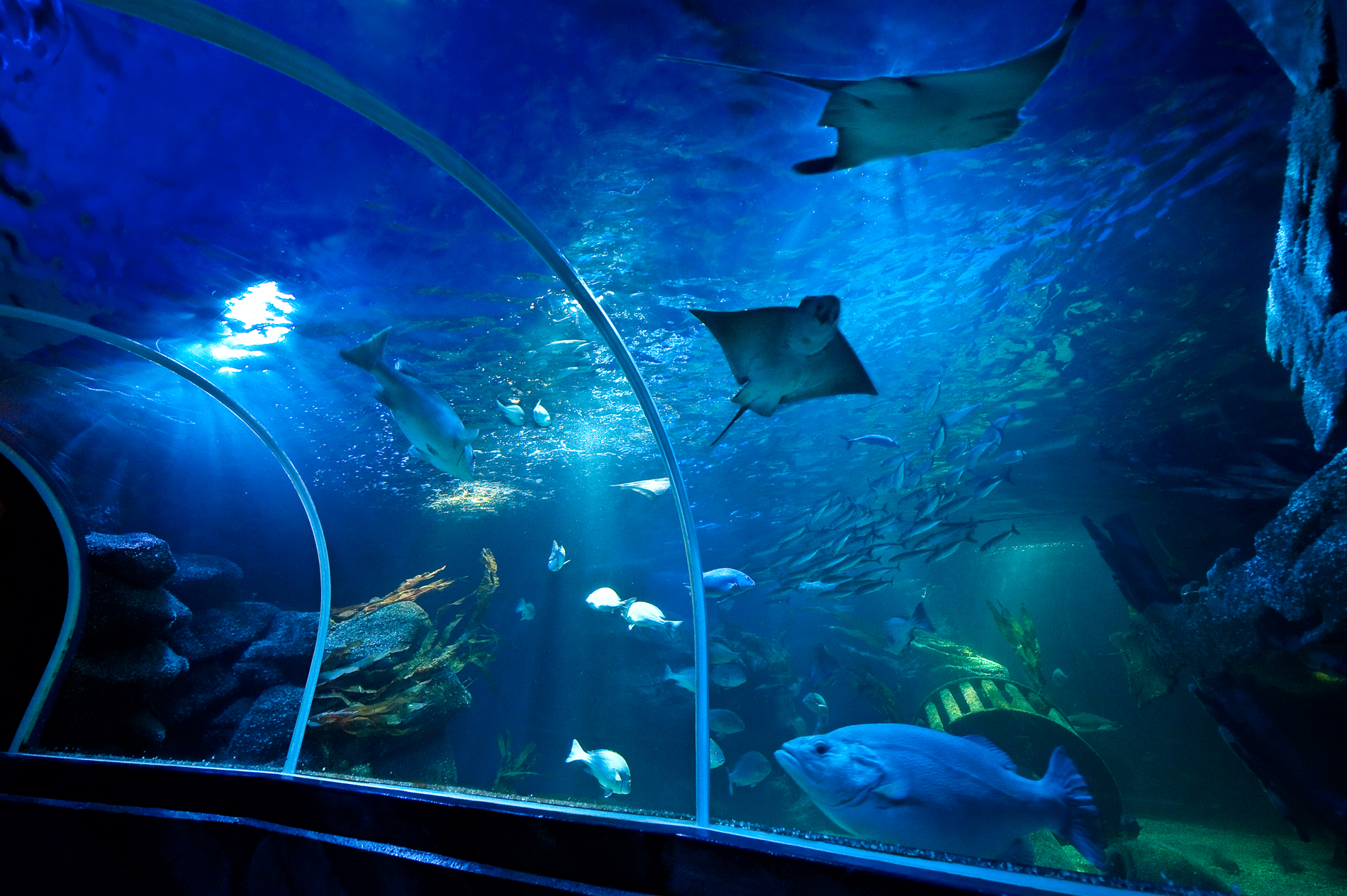 аквариум в зоопарке