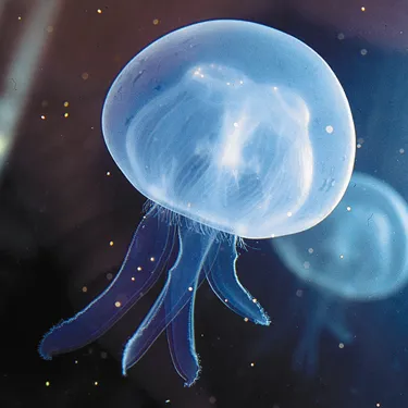 Jellyfish blue