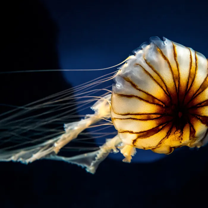 Sea Nettle Jellyfish