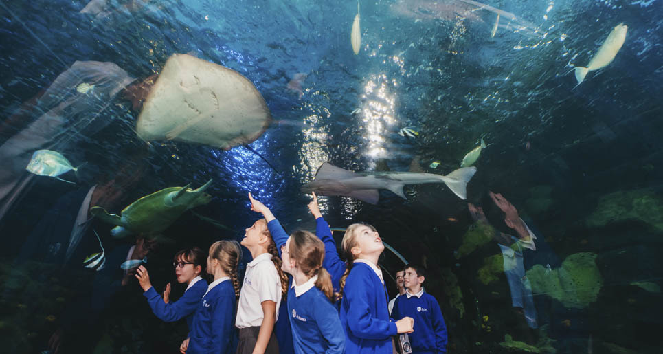 new england aquarium school visits