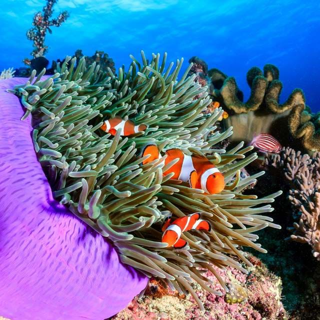 Clownfish in coral reefs