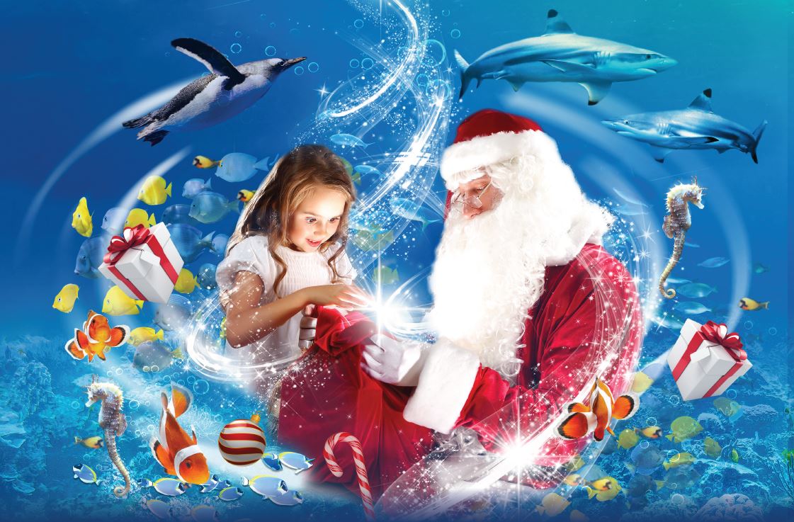 Zoom with Santa this Christmas at SEA LIFE