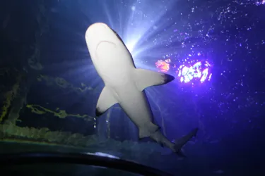 Shark in tunnel