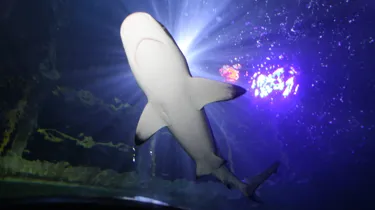 Shark in tunnel