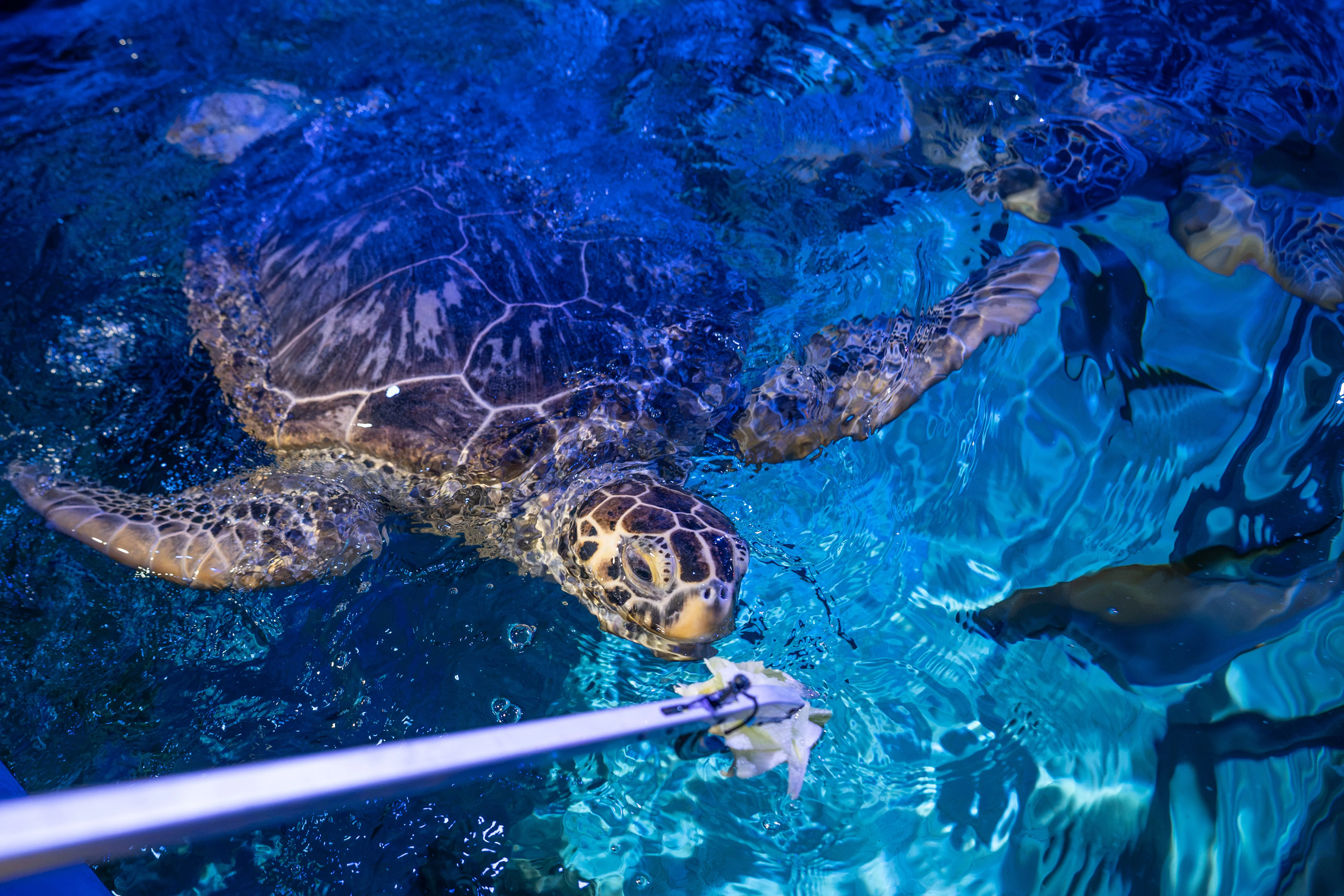 Turtle Feeding (8)