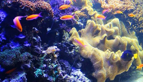 Coral