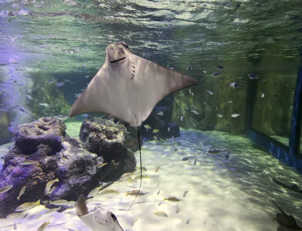 Stingray swimming at SEA LIFE