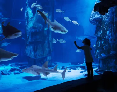 Child in ocean tunnel