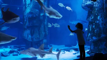 Child in ocean tunnel