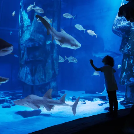Child in ocean tunnel