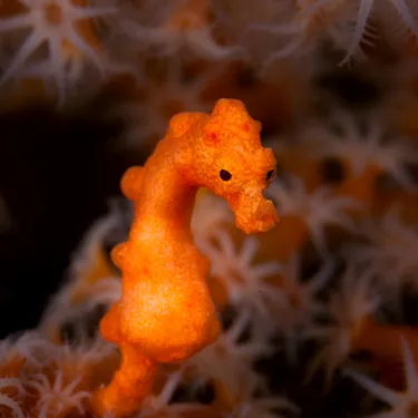 Seahorse banner