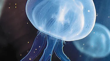 SEA LIFE 3