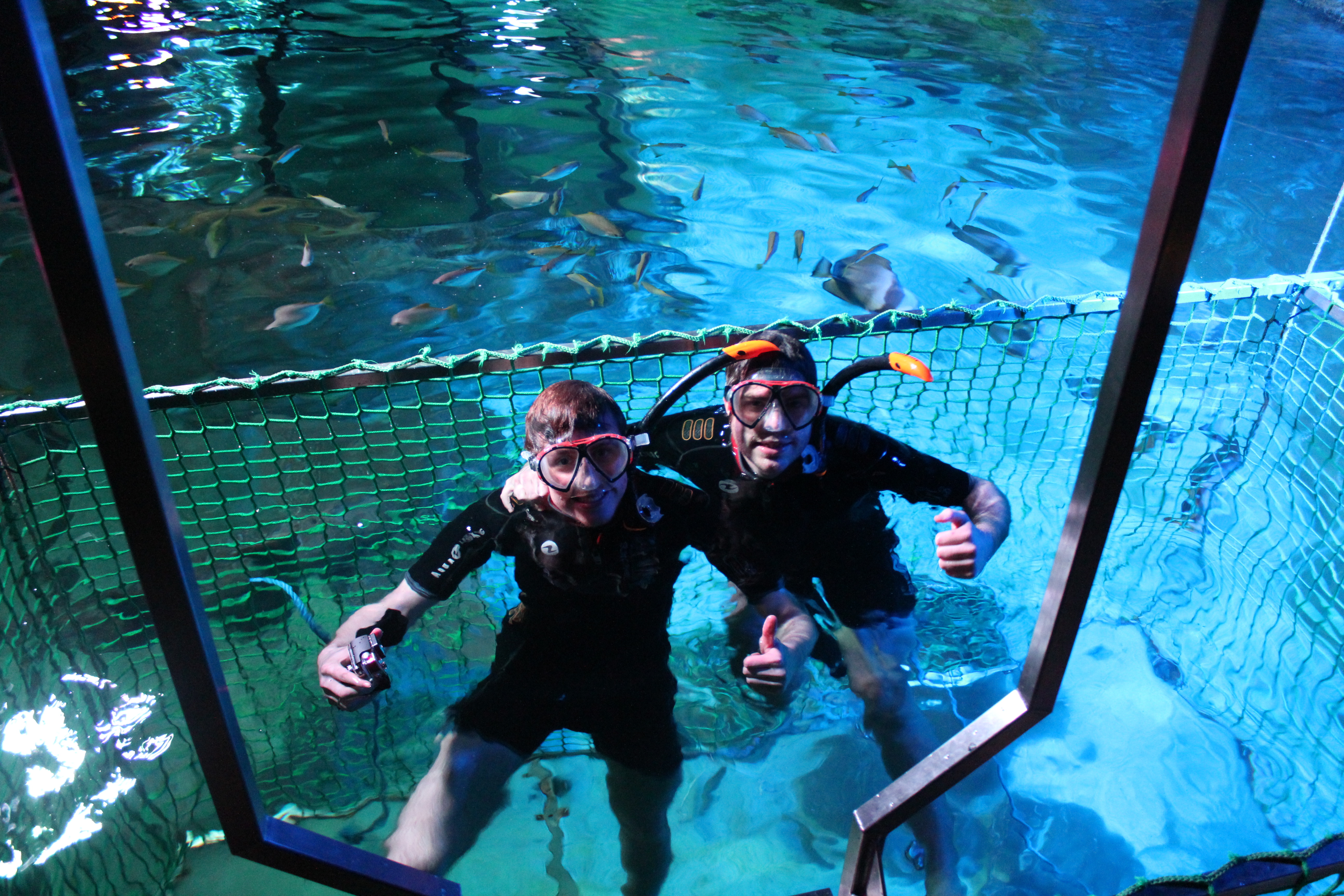 Snorkelling with the Sharks experience