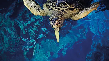 Turtle Feeding Experience