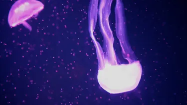 SEA LIFE Jellyfish