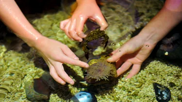 Rockpool SEA LIFE