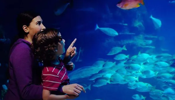 SEA LIFE Tank