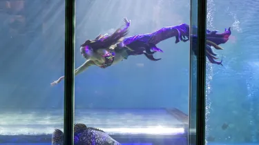 Performance mermaid swimming in SEA LIFE Blackpool ocean display
